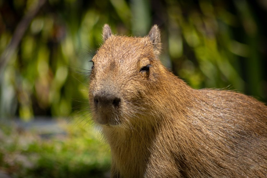 Baby capybara at Wellington Zoo