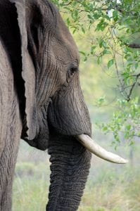 Thai elephant close-up 