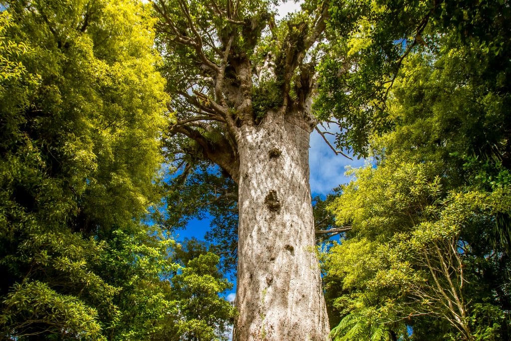 Tane Mahuta kauri tree in Waipoua Forest, New Zealand